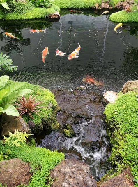 錦鯉風水|錦鯉風水：家養錦鯉的風水學開運講究